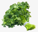 Organic Cilantro, 1 Bunch