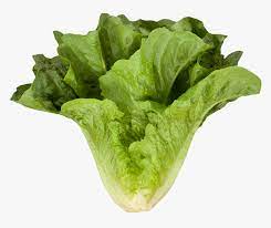 Organic Romaine Lettuce, 1 Head